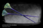 Ginkophyta-Niobia